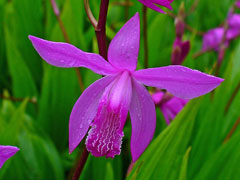 Bletilla striata Hyacinth Orchid, Urn orchid, Hyacinth Bletilla, Hardy Orchid, Chinese Ground Orchid