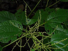 Boehmeria macrophylla 
