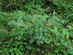 Boehmeria macrophylla 
