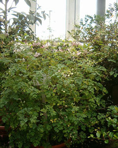 Boenninghausenia albiflora 