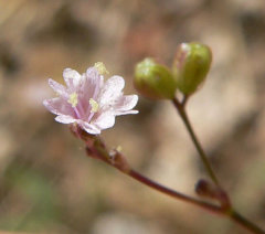 Boerhavia coulteri Coulter’s Spiderling
