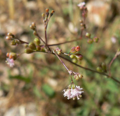 Boerhavia coulteri Coulter’s Spiderling