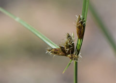 Bolboschoenus maritimus Cosmopolitan Bulrush