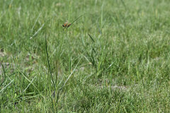 Bolboschoenus maritimus Cosmopolitan Bulrush