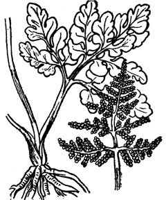 Botrychium ternatum 