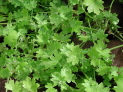 Bowlesia incana Rabbit lettuce