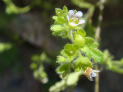 Bowlesia incana Rabbit lettuce
