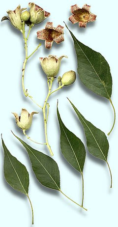 Brachychiton populneus Kurrajong, Bottletree, Kurrajong