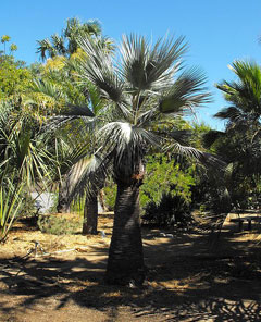 Brahea armata Blue Hesper Palm, Blue Fan Palm, Mexican Blue Palm