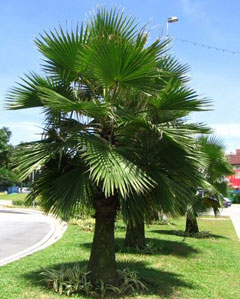 Brahea edulis Guadalupe Palm,