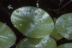 Brasenia schreberi Water Shield