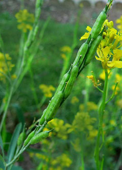 Brassica nigra Black Mustard