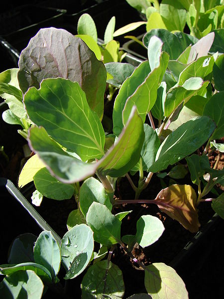 Brassica oleracea alboglabra Chinese Kale