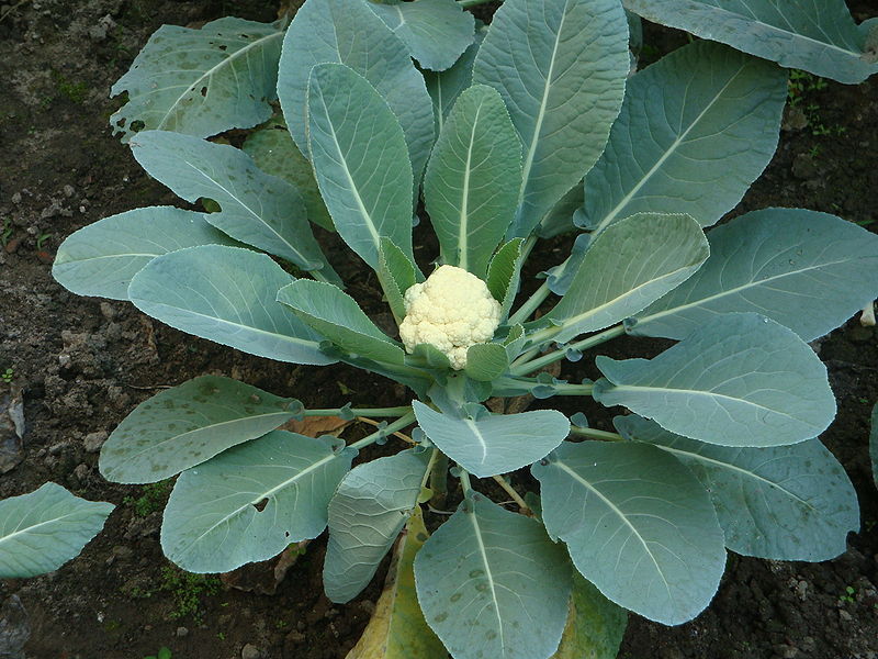 Brassica oleracea botrytis Cauliflower