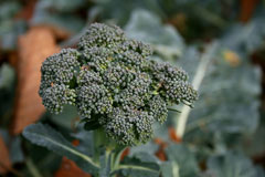 Brassica oleracea italica Broccoli