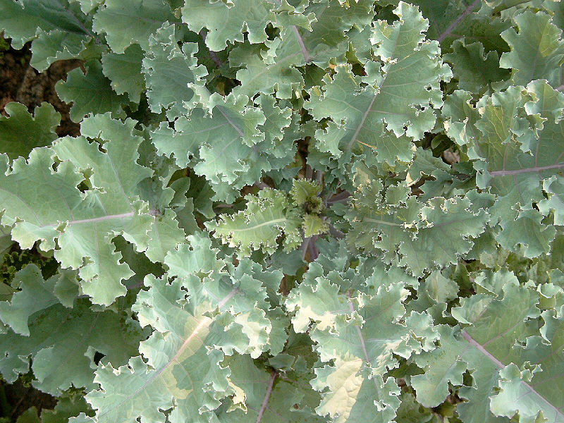 Brassica oleracea medullosa Marrow-Stem Kale