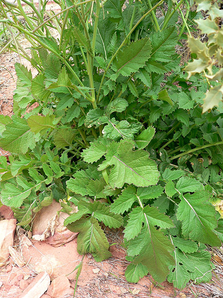 Brassica tournefortii Wild Turnip-Rape, Asian mustard
