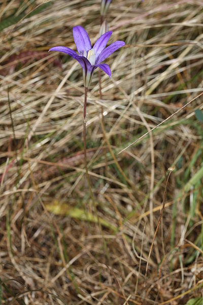 Brodiaea coronaria Californian Hyacinth,  Crown brodiaea, Indian Valley brodiaea