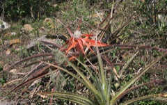 Bromelia serra Bayonet bromeliad