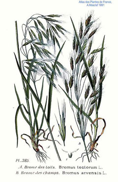 Bromus tectorum Cheat Grass, Downy Brome