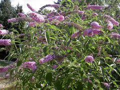 Buddleia davidii Butterfly Bush, Summer Lilac, Butterflybush