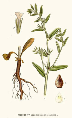 Buglossoides arvensis Field Gromwell, Corn gromwell