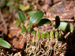 Bulbophyllum inconspicuum 