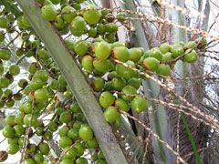 Butia capitata Jelly Palm, South american jelly palm