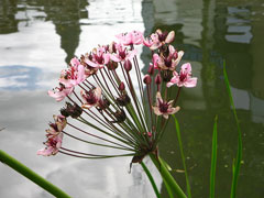 Butomus umbellatus Flowering Rush