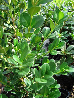 Buxus microphylla Littleleaf boxwood , Littleleaf Boxwood