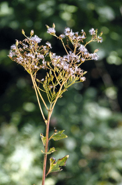 Arnoglossum atriplicifolium Pale indian plantain