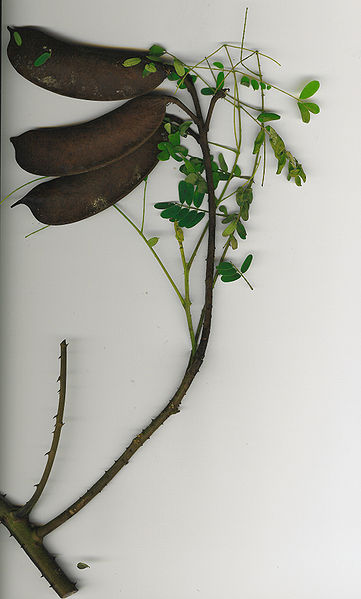 Caesalpinia decapetala Mysore Thorn, Shoofly