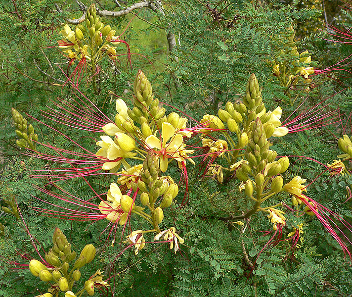 Caesalpinia gilliesii Bird Of Paradise, Bird-of-paradise shrub