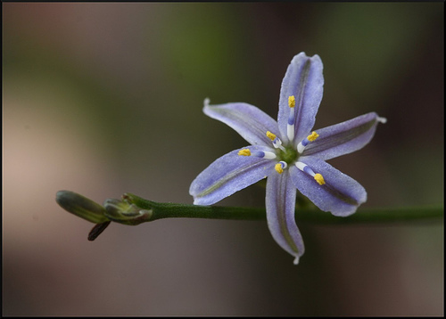 Caesia parviflora Blue Grass Lily