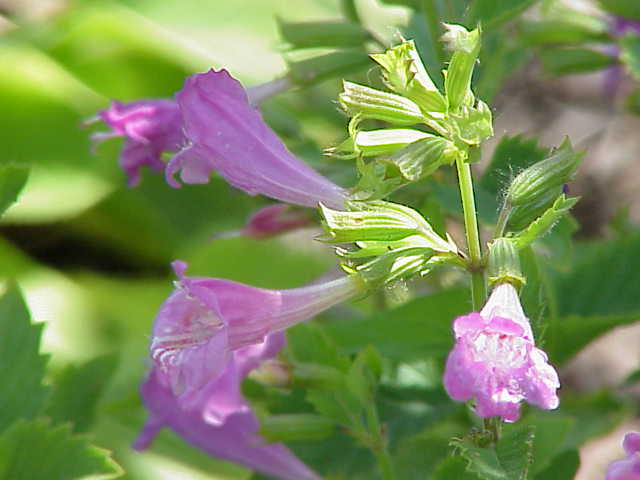Calamintha grandiflora Large-Flowered Calamint