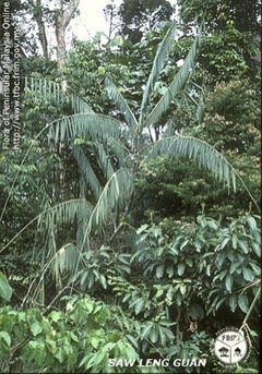 Calamus spp. Rattan Palm