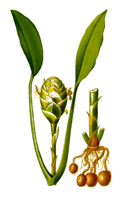 Calathea allouia Sweetcorn Root, Guinea Arrowroot