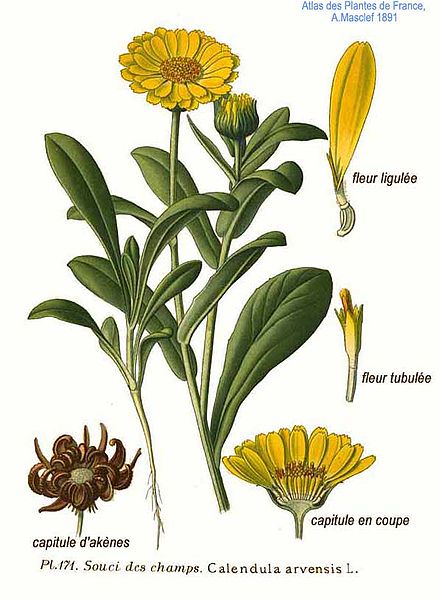 Calendula arvensis Field Marigold
