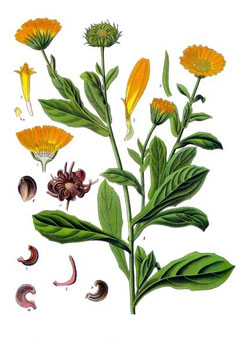 Calendula officinalis calendula, Pot Marigold