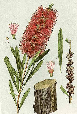 Callistemon citrinus Crimson Bottlebrush, Red Bottlebrush, Lemon Bottlebrush