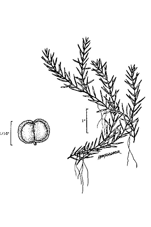 Callitriche hermaphroditica Water Starwort, Northern water-starwort
