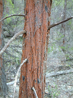 Callitris endlicheri Red Cypress-Pine