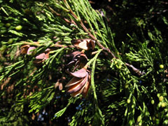 Calocedrus decurrens Incense Cedar, California Incense Cedar