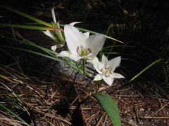 Calochortus elegans Star Tulip, Elegant mariposa lily