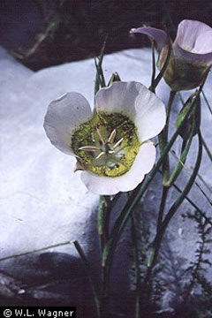 Calochortus gunnisonii Mariposa Lily, Gunnison