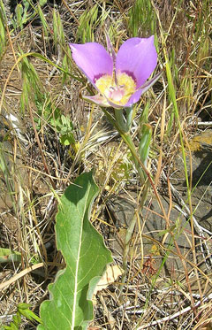 Calochortus macrocarpus Sagebrush Mariposa Lily,  Nez Perce mariposa lily