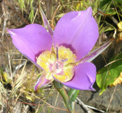 Calochortus macrocarpus Sagebrush Mariposa Lily,  Nez Perce mariposa lily