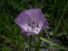Calochortus uniflorus Large-Flowered Star Tulip, Monterey mariposa lily