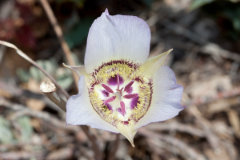 Calochortus ambiguus Arizona or Doubting Mariposa Lily