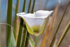 Calochortus ambiguus Arizona or Doubting Mariposa Lily